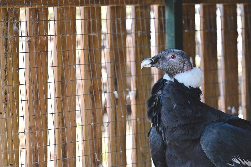 Fotos Aves de la Fundación Valle de las Águilas en Benalmádena